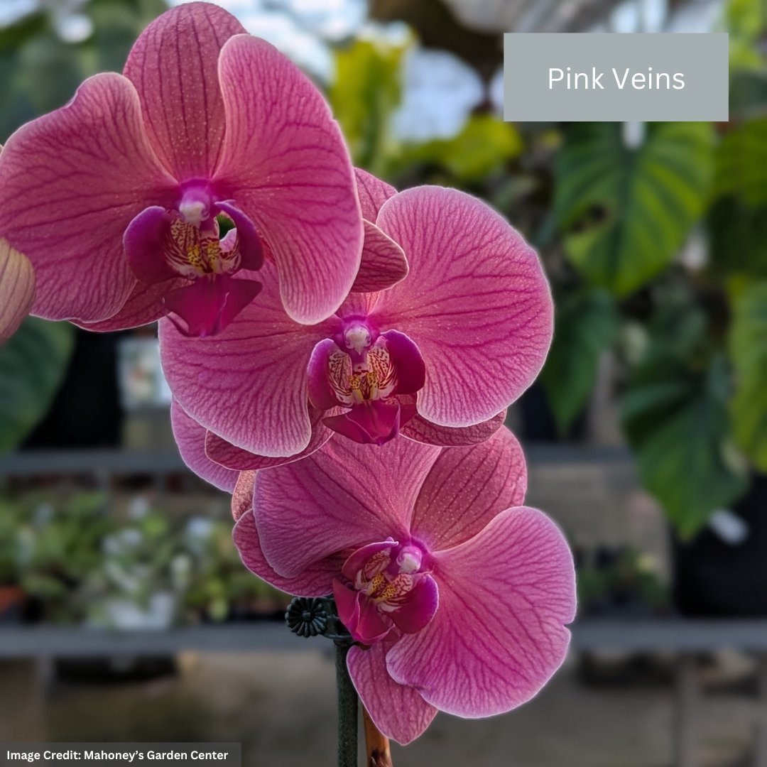 Orchid – 4″/5″ Pot